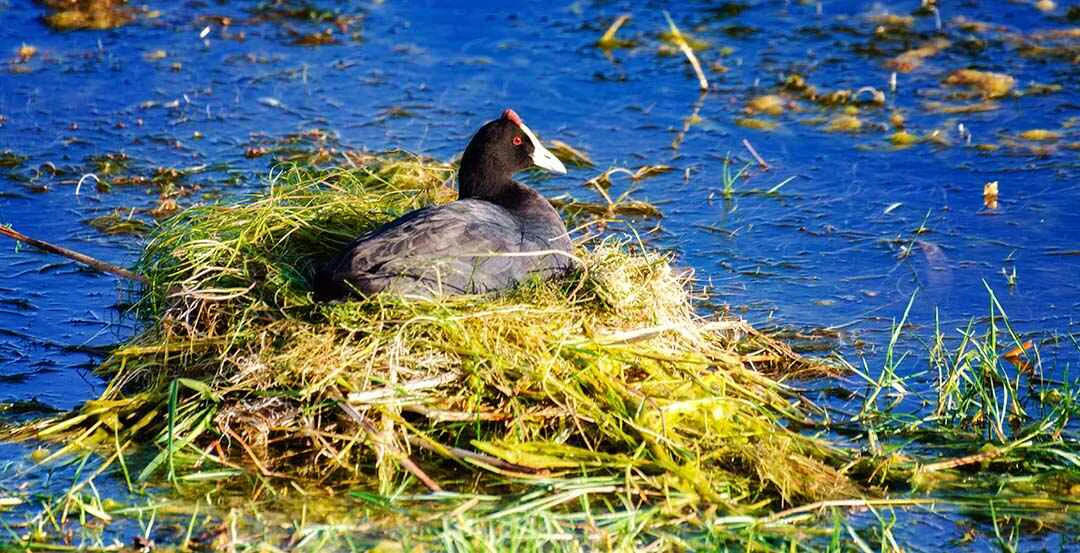 Red-knobbed Coot